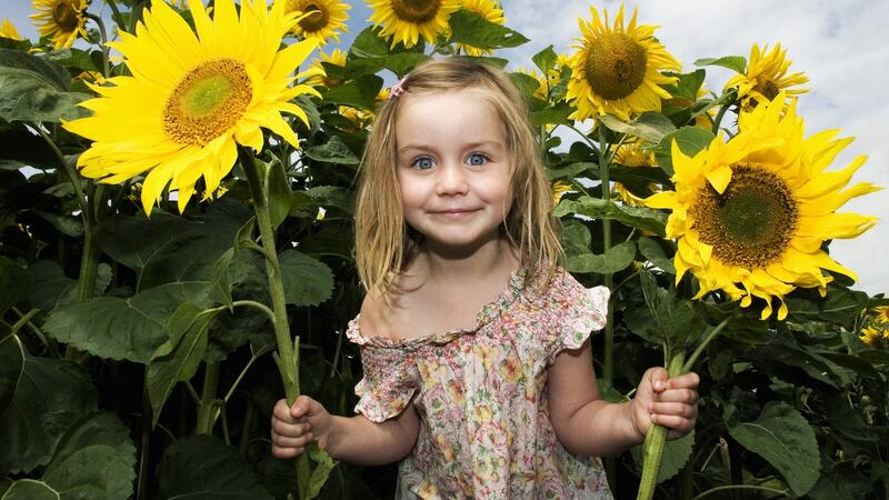 No other flowering annual is as exuberantly joyful as the sunflower. Photograph: Getty