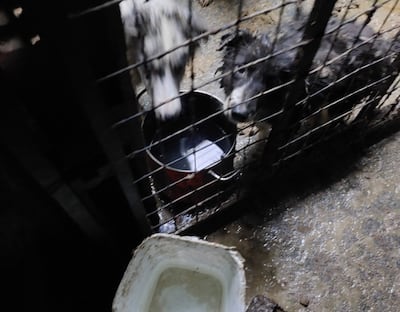 Two collie pups found with filthy, matted coats on the property of Vasyl Fedoryn, in Charleville, Co Cork. Photograph: ISPCA