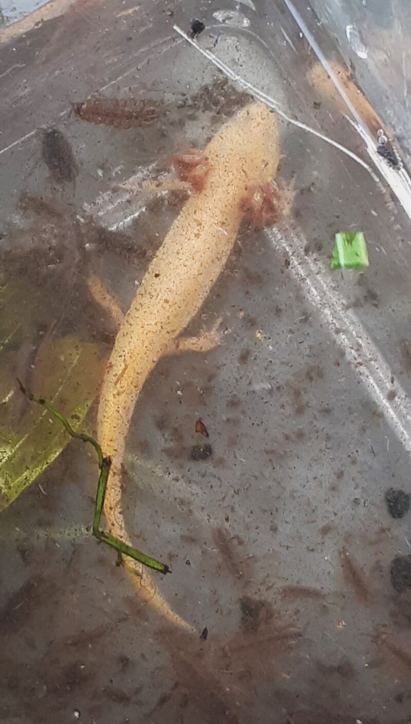 Native smooth newt in partial neoteny: It has not completed  metamorphosis from tadpole to adult. Photograph: A nic an tSithigh