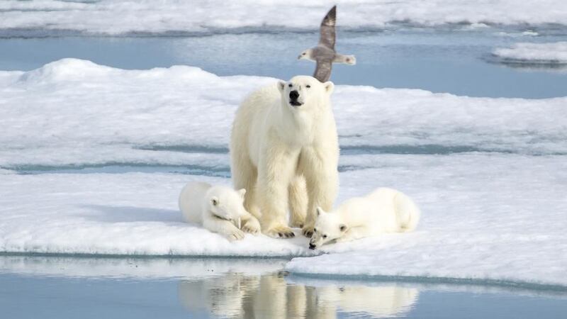 Explore’s Realm of the Polar Bear trip lets guests search for the bears in their natural habitat