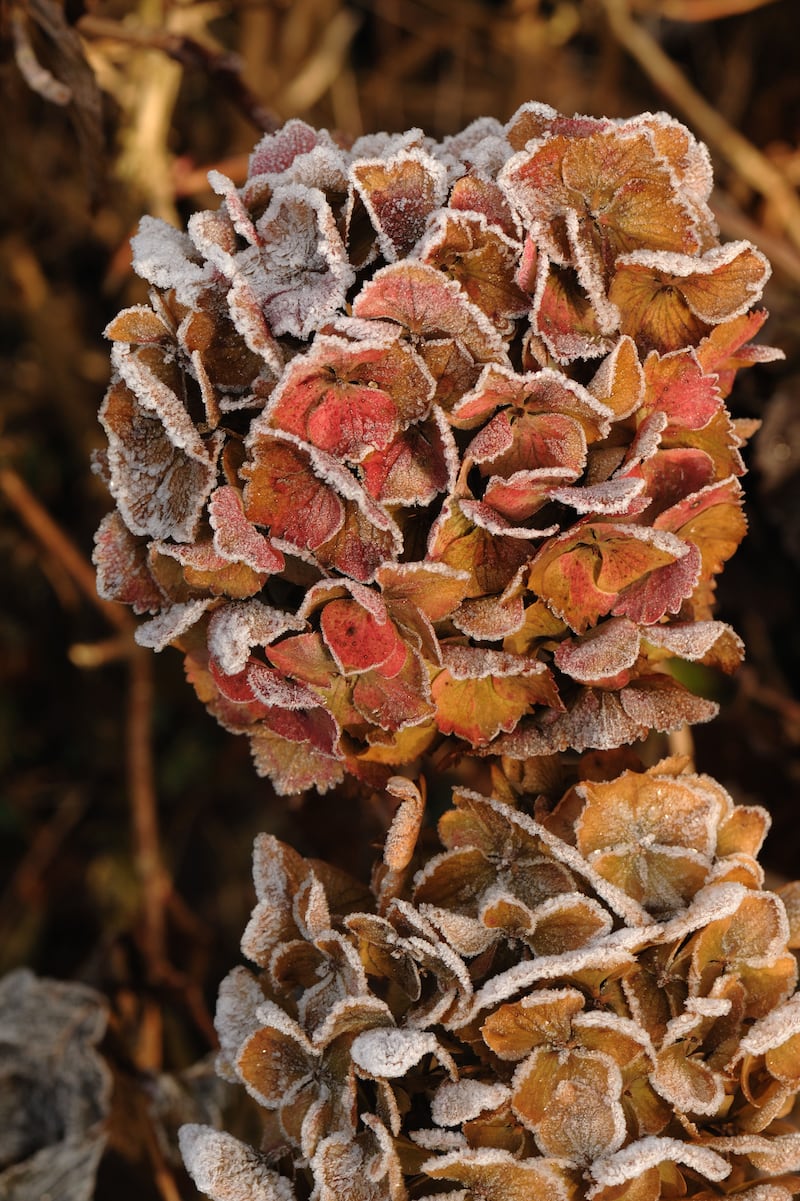 A dried out hydrangea flower with a dusting of autumn frost. Photograph: Alamy/PA