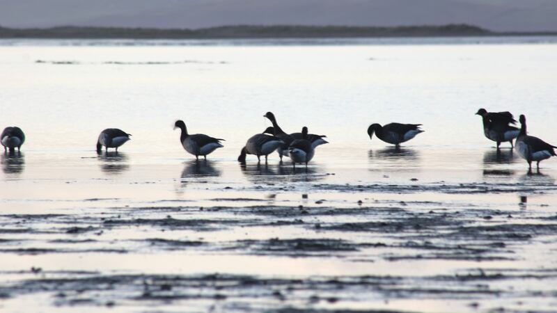 Brent geese feeding at Reennanallagane near Rossbeigh strand in Co Kerry where there are healthy levels of seagrass to feed on. Photograph: Coastwatch Kerry