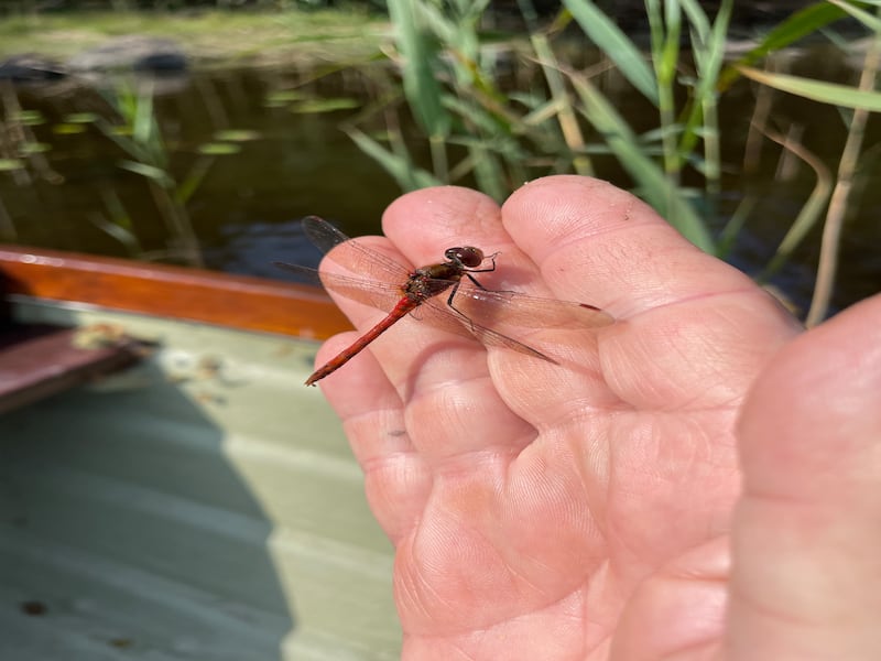 Darter dragonfly. Photograph supplied by Pat Myers