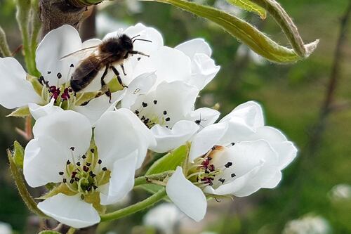 The native Irish honeybee is not extinct after all