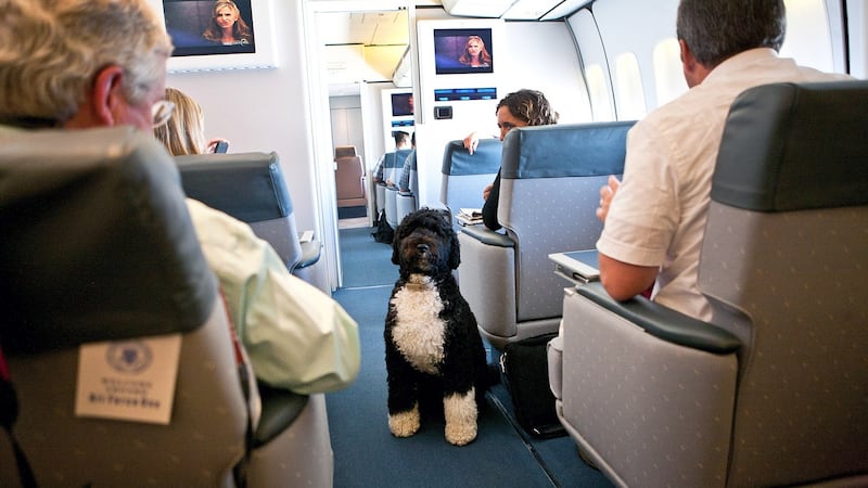 August 2010:  Bo, the first dog, visits with the press corps on board Air Force One as then President Barack Obama and members of his family travel to Panama City, Florida. Photograph: Doug Mills/The New York Times