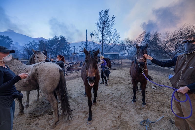 A group resuces horses during the Eaton Fire in Altadena, California on January 8th. Photograph: Michael Nigro/Bloomberg