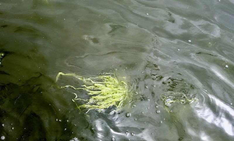 Dense phytoplankton making up an algal bloom in Lady’s Island Lake, which blocks sun light from reaching the bottom and colours the lake green. Only some  floating fragments of the seaweed Ulva (itself an indicator of nutrient enrichment) survives in this environment. The former Ruppia (seagrass) meadows beneath,  starved of light, are now extinct. Photograph: Cilian Roden