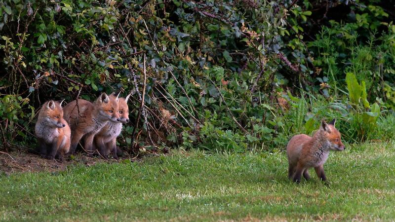 A litter of fox cubs adventuring out of their den in Delgany, Co Wicklow. Photograph: Nick Bradshaw