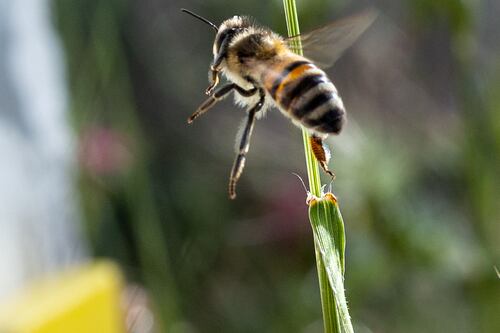 How the honeybee could help protect us from the next pandemic