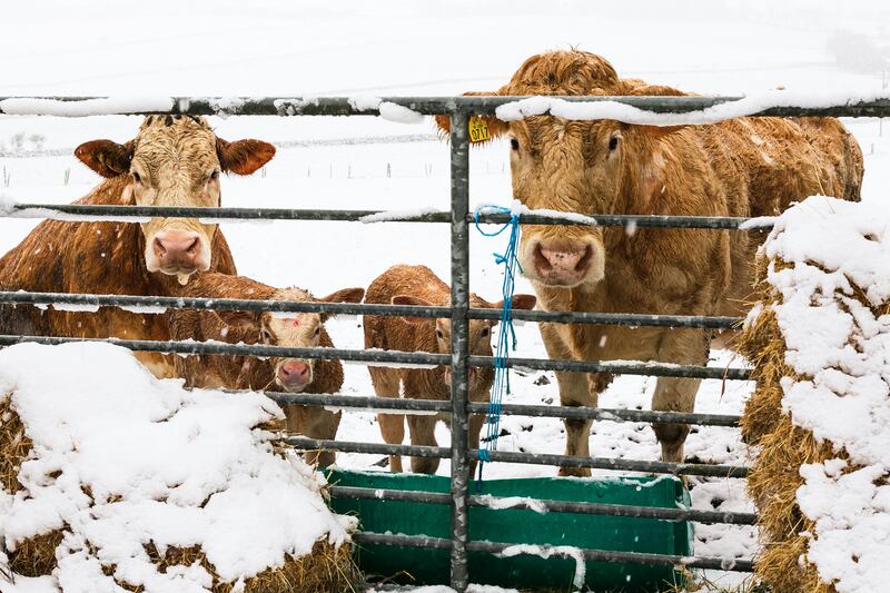 Cattle in a field in Belclare Tuam on Thursday morning after a heavy fall of snow. Photograph: Andy Newman