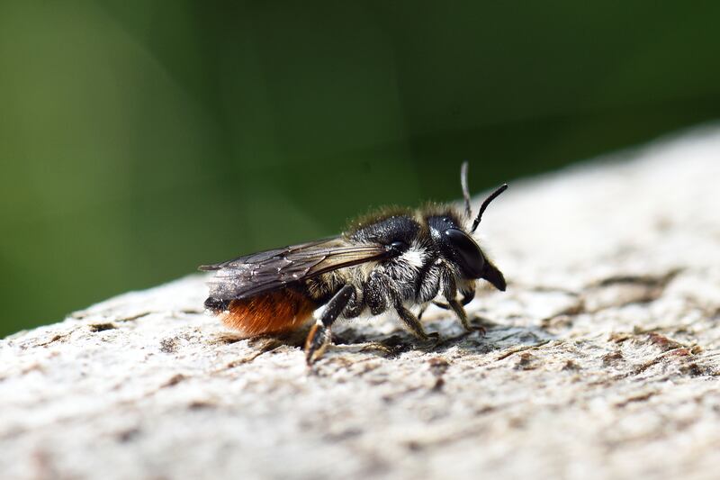 A female leafcutter bee. Photograph: Clare-Louise Donelan