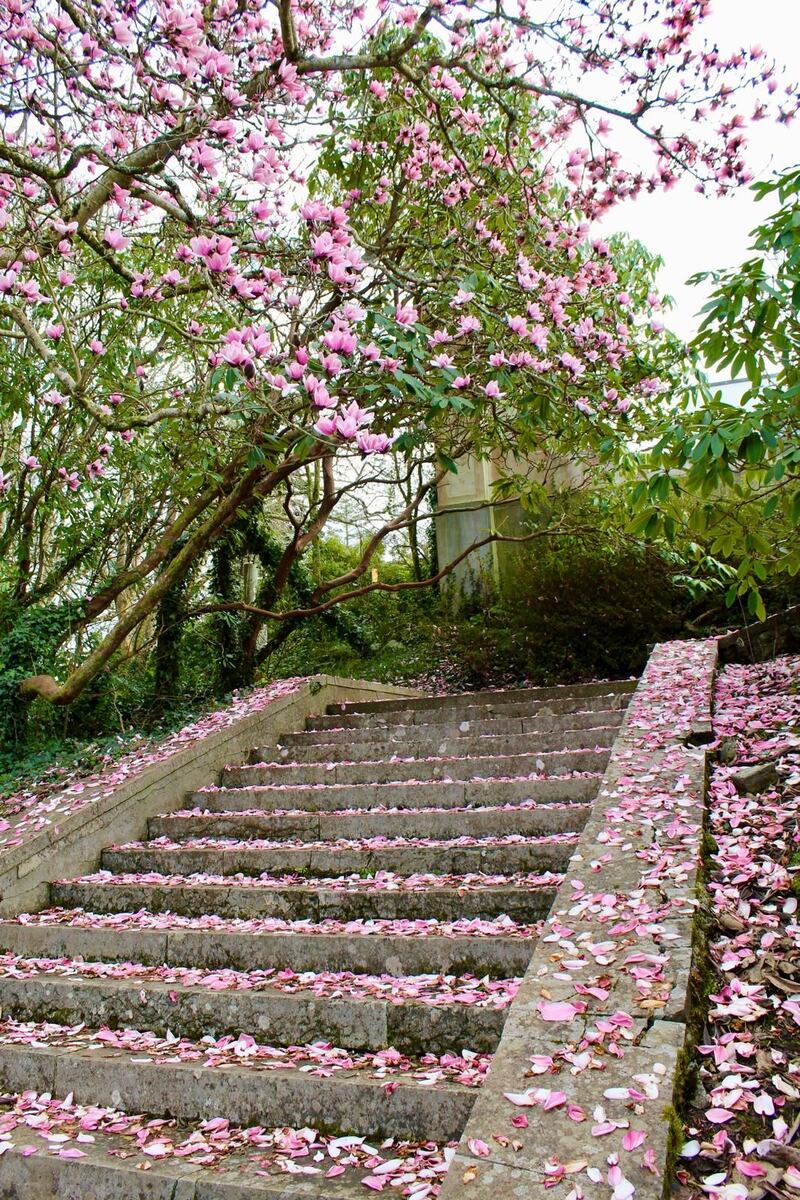 Magnolias at Mount Congreve