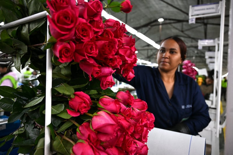 A worker arranges bouquets at 'Flowers of the Andes' in Bogotá, Colombia. Photograph: Raul Arboleda/Getty