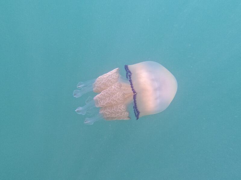 A total of 96 confirmed barrel jellyfish have been formally filed to date with the National Biodiversity Data Centre. Photograph: Dr Tom Doyle