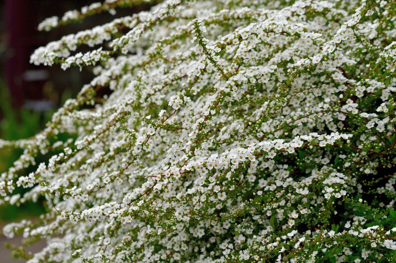 Spiraea thunbergia, a dense, twiggy, upright, deciduous shrub with wiry, outward-arching branching. It is particularly noted for its early spring bloom of tiny white flowers in clusters. Photograph: Nobutoshi Akao/iStock