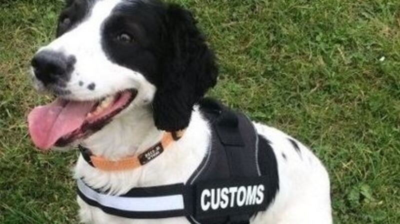 Detector dog Bailey who held find the illegal drugs in Athlone.