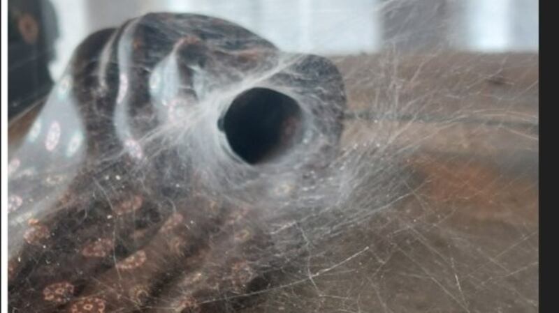 Funnel web at the top of an oil tank.