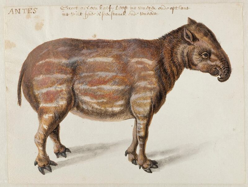 Frans Post: South American Tapir. Courtesy Noord-Hollands Archief, Haarlem