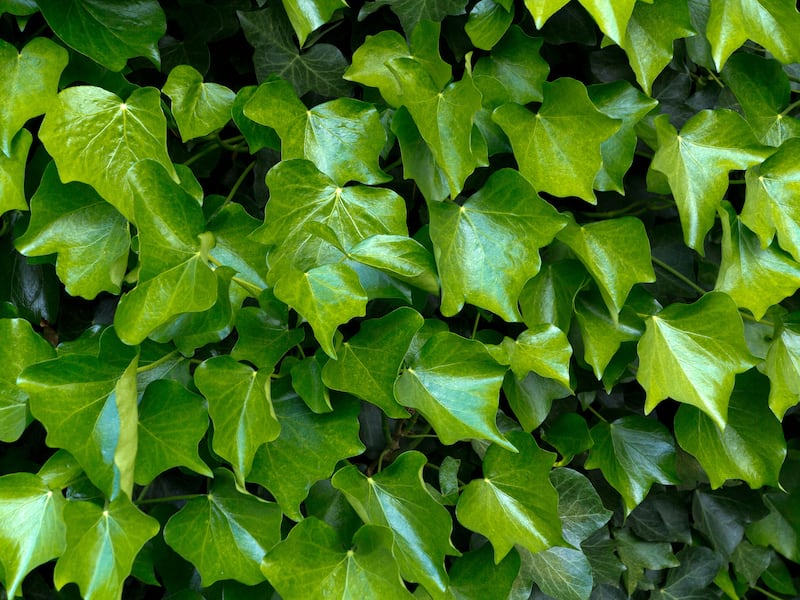 Ivy leaves. Photograph: Alamy/PA