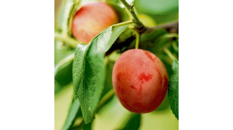 Plums ripening. photographs: richard johnston