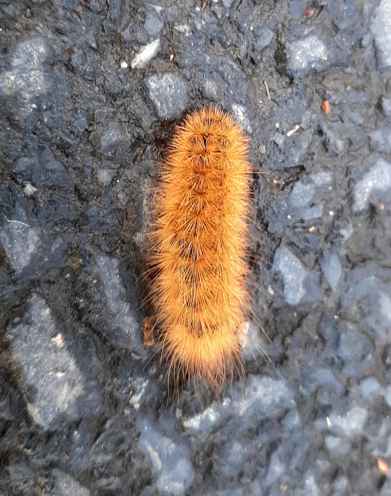 Caterpillar of the ruby tiger moth. Photograph supplied by Paul Aiken