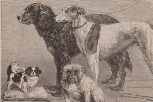 Ireland’s first dog show: A £5,000 dog and a ‘perpetual growl’