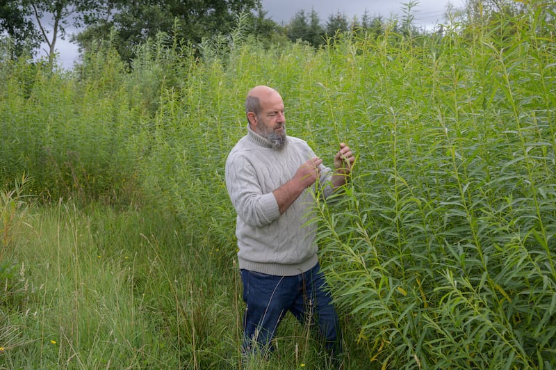 Alan Burrows checks the growth of his new willow. Photograph: Michael McLaughlin