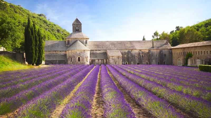 Senanque Abbey with blooming lavender field in Provence, France. Photograph: iStock