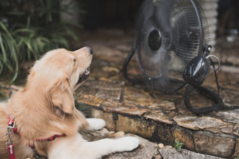 The warning signs that your dog may be dangerously overheating are 'nonspecific'.