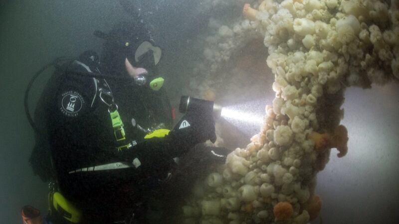 National Diving Officer for the Irish Underwater Council, Ray Yeates, moving along the starboard side of the wreck of RMS Leinster, on the 100th anniversary of her sinking. Photo: Stewart Andrews