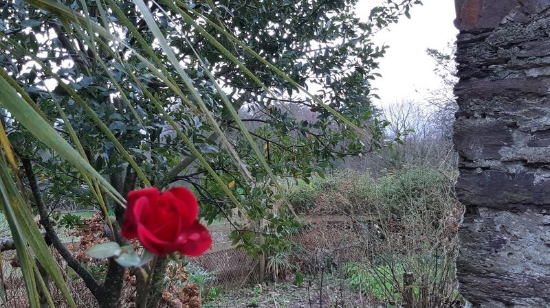 A rose in bloom in Kenmare, Co Kerry. Photograph: @MaryPawleWines/Twitter