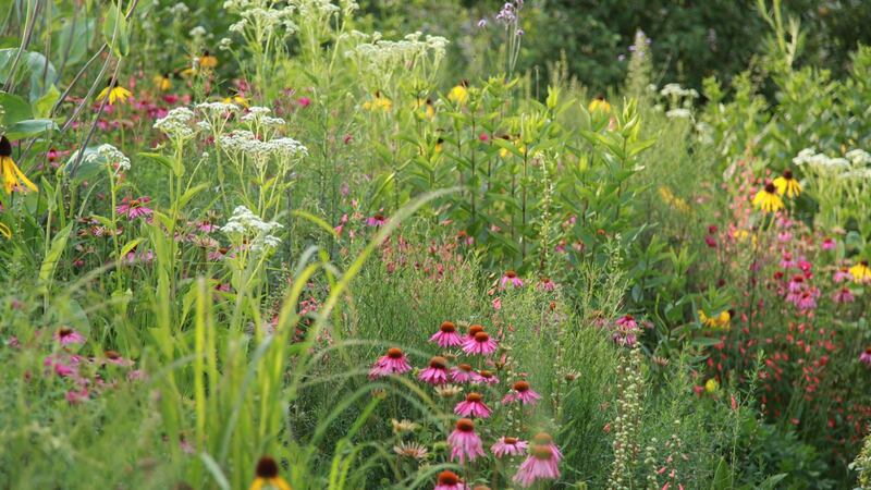 North American themed planting that Sarah designed for London’s 2012 Olympic Park gardens. Photograph: Sarah Price