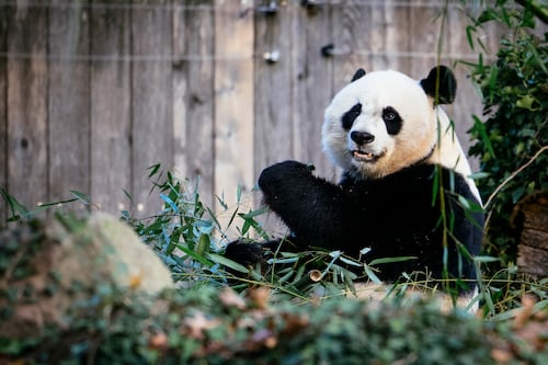 As bears return to China from zoos around the world, some ask if panda diplomacy era is over