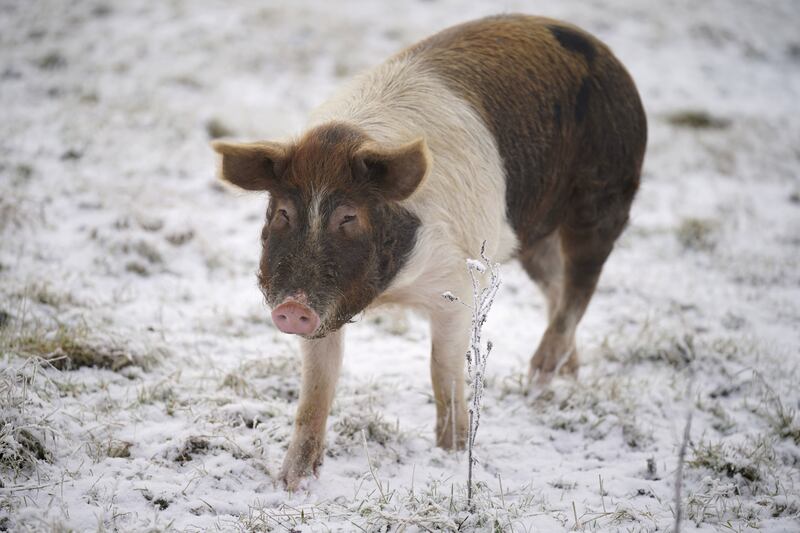 A pig in a snowy field near Hollywood in County Wicklow. Parts of Ireland have been blanketed in snow with forecasters warning that freezing conditions are set to continue. Photograph: Niall Carson