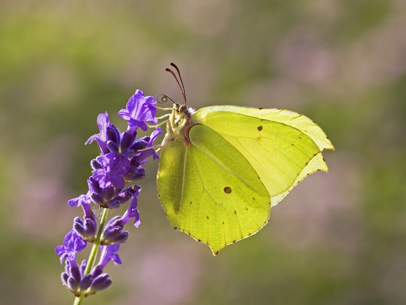 It’s relatively easy for butterflies to find that all-important food at this time of year, with Irish gardens, meadows, hedgerows and wild flowers in full summer bloom. Photograph: Matt Berry/Butterfly Conservation