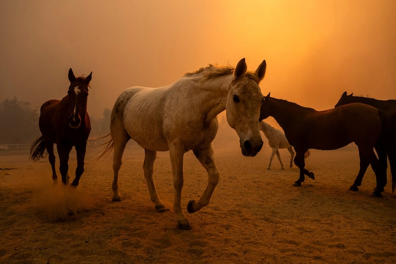 An enclosure at Swanhill Farms in Moorpark, California. Photograph: Noah Berger/AP