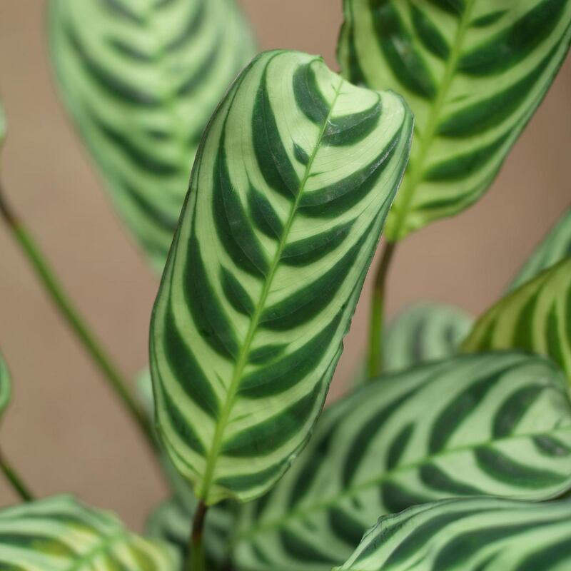 Known for their decorative foliage, Calatheas need a warm and humid atmosphere to thrive. Photograph: Richard Johnston