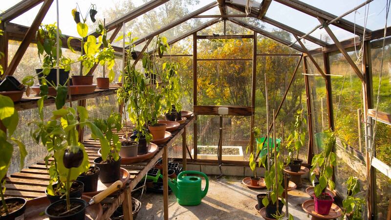 16/10/2020. Ken Madden & Beth-Ann Smith of Lismore Food Company, Lismore, Co. Waterford. The greenhouse. Picture: Patrick Browne