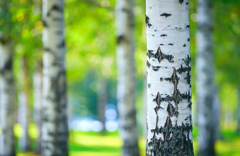 Alder, hornbeam, birch (pictured) and willow will all grow happily in wet conditions, where other tree species will not. Image: iStock