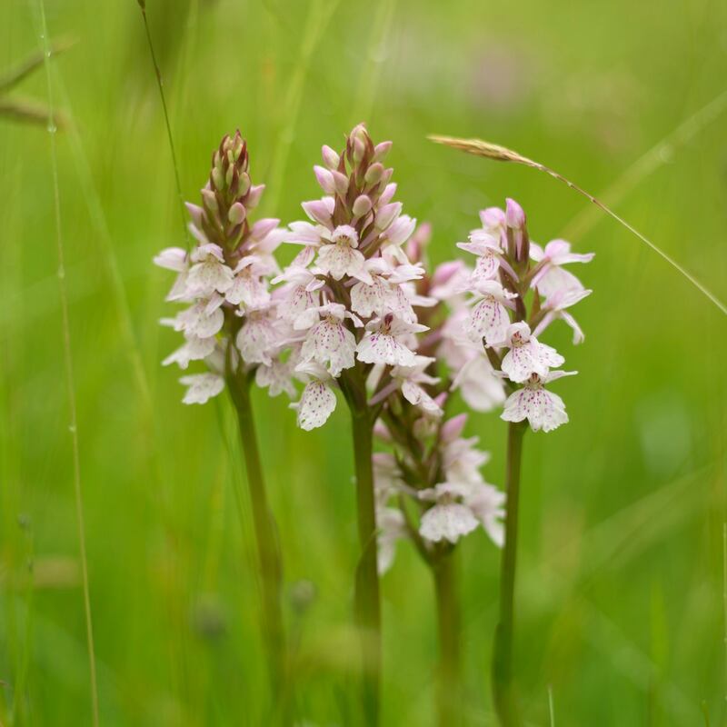 Kilmacurragh’s traditional wild-flower meadows are at their peak at this time of year. Photograph: Richard Johnston