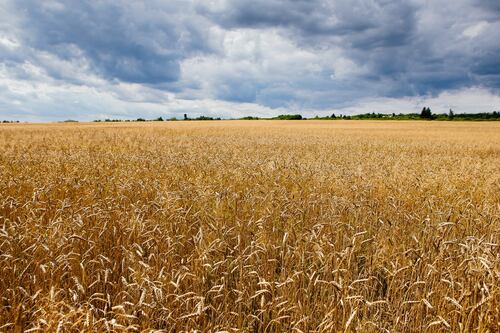 Oceans of Grain: How American Wheat Remade the World