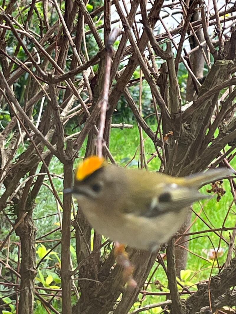 Goldcrest. Photograph: Richard Murphy