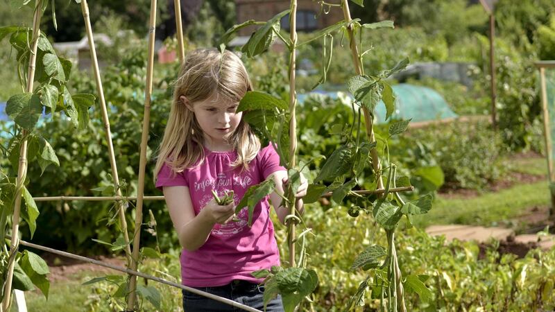 Runner beans are hugely productive and very easy-to-grow. Photograph: Getty