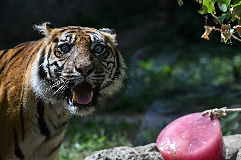 A Sumatran tiger stands next to a disk of frozen meat at Rome Zoo as temperatures reach nearly 40 degrees. Photograph: Andreas Solaro/AFP via Getty Images