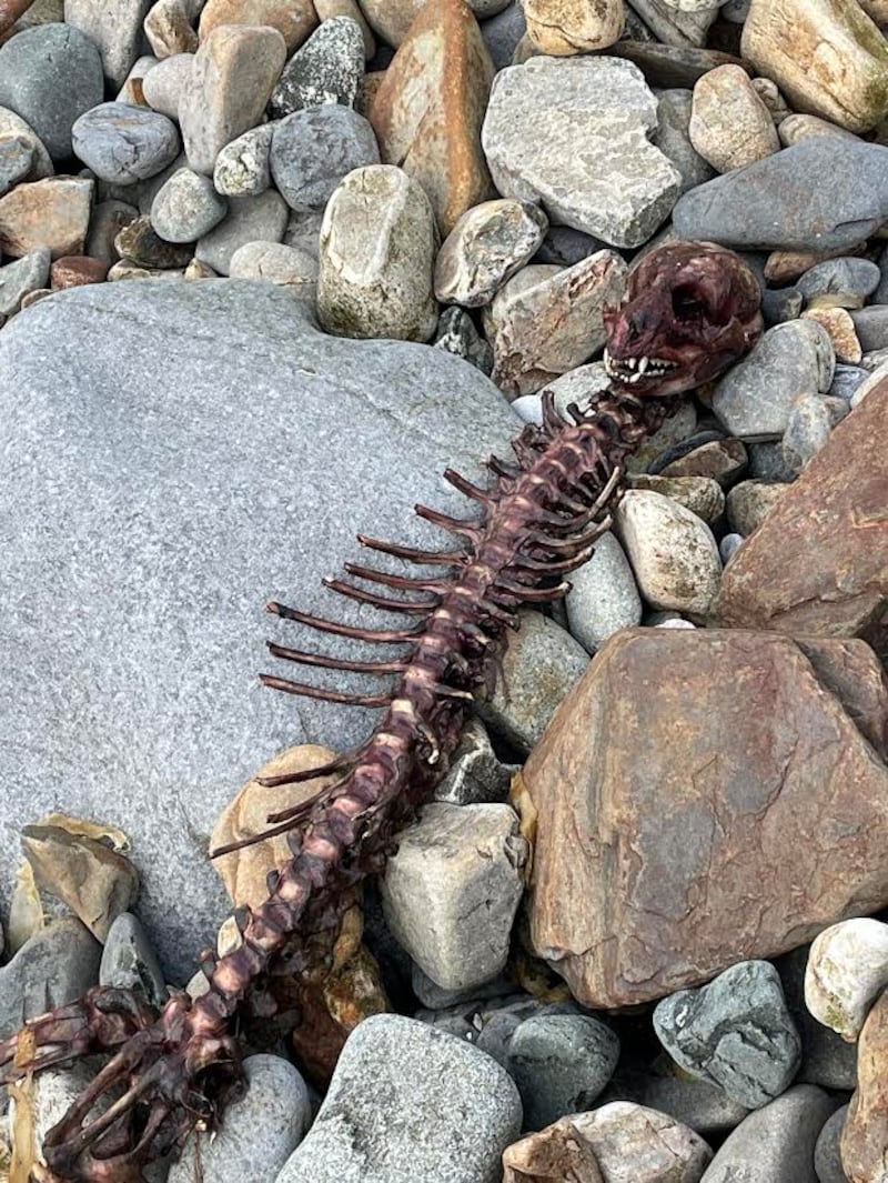 Seal remains in Portnoo, Co Donegal