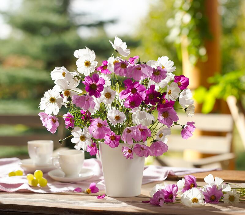 Species suitable for pinching out include dahlia, tagetes, cosmos (pictured), fuchsia, tagetes, petunia, amaranthus and snapdragons. Photograph: Alamy/PA