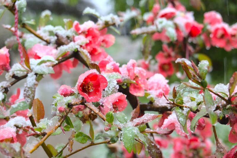 Blossoming quince (Chaenomeles Superba)