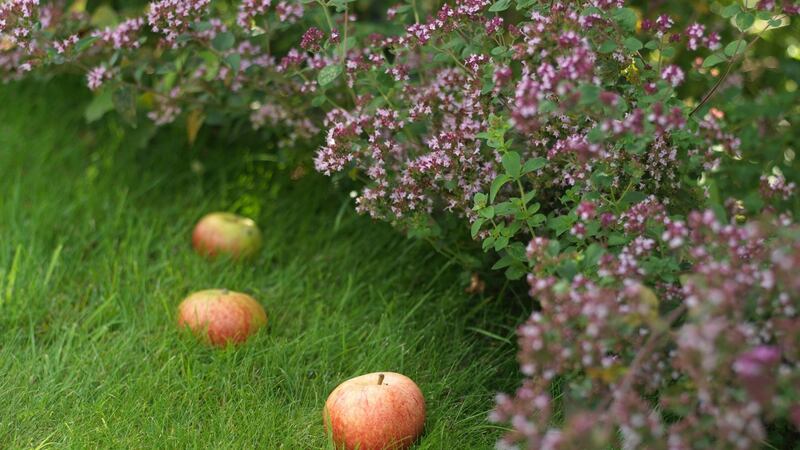 Ripe fruit left as food for pollinating insects in Ashtown walled garden in the Phoenix park. Photograph: Richard Johnston