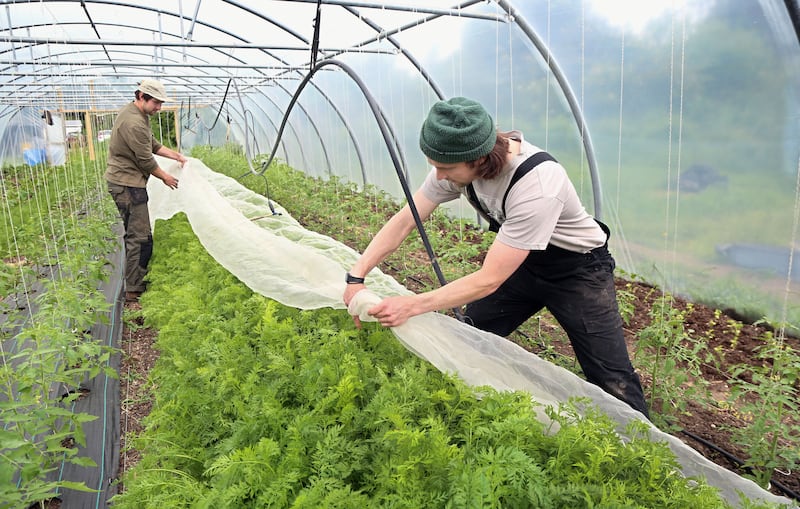 Louis and Josiah removing a cover from a carrot crop in a polytunnel. Photograph: Joe O’Shaughnessy 