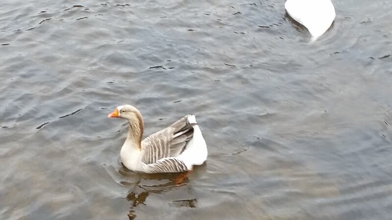 The goose who thinks he’s a swan.